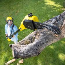 Professional  Tree Services in West Elmira, NY